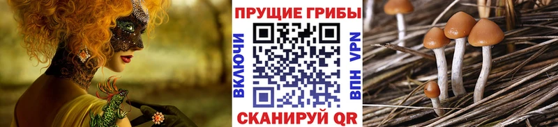 Купить закладки  Власиха  Псилоцибиновые грибы Psilocybe 